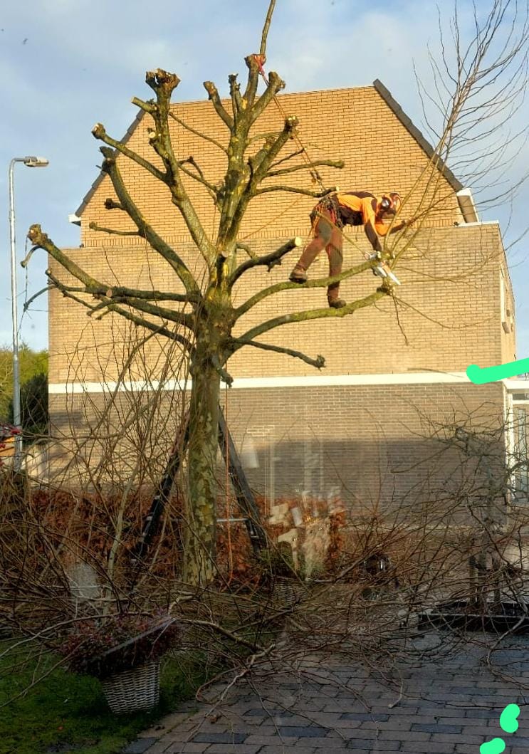 Bomen snoeien