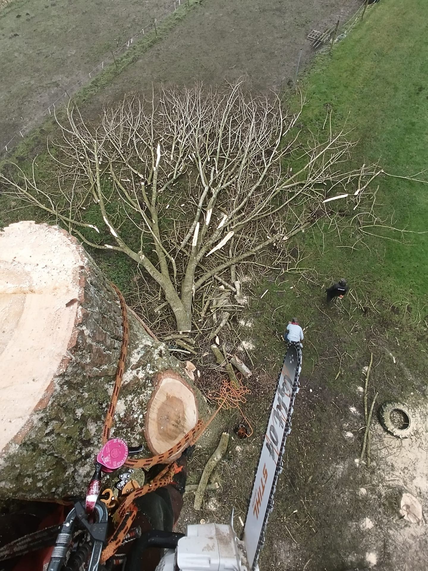 Bomen verwijderen